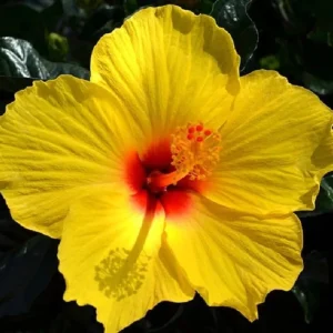 Snow Queen Hibiscus Live Plant - 8-12 Inch Tall Hardy Tree - Image 3