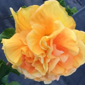 Snow Queen Hibiscus Live Plant - 8-12 Inch Tall Hardy Tree - Image 5