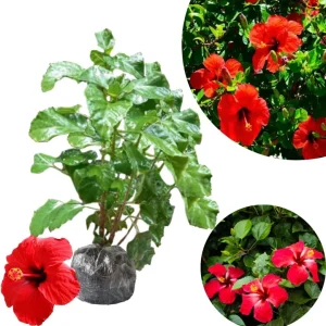 Snow Queen Hibiscus Live Plant - 8-12 Inch Tall Hardy Tree - Image 6