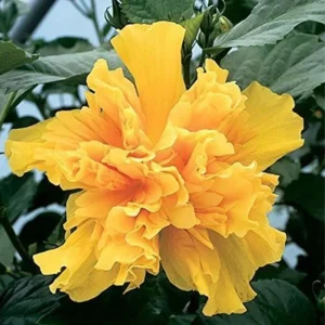 Snow Queen Hibiscus Live Plant - Hardy Hibiscus Tree, 8-12 Inch Clump - Image 4