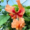 Snow Queen Hibiscus Live Plant - Hardy Hibiscus Tree, 8-12 Inch Clump - Image 1