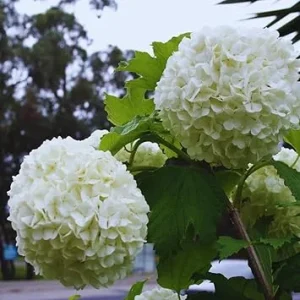Snowball Bush Plant - Old Fashioned Viburnum Live Plant, 4 Inch Potted - Image 7