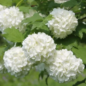 Snowball Viburnum Bare Root Plants – Set of 2, 1-2 Ft Tall, White Blooms, Outdoor - Image 3