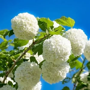 Snowball Viburnum Bare Root Plants - Set of 2, 1-2 Ft Tall, White Blooms, Outdoor Shrub - Image 6