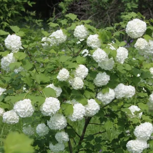 Snowball Viburnum Bare Root Plants – Set of 2, 1-2 Ft Tall, White Blooms, Outdoor - Image 6