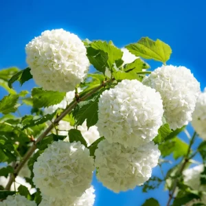 Snowball Viburnum Bare Root Plants – Set of 2, 1-2 Ft Tall, White Blooms, Outdoor - Image 1