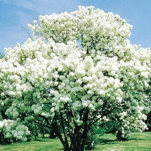 Snowball Viburnum Live Plant - Old Fashion Shrub, White Flowers, 4 Inch Pot - Image 2