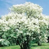 Snowball Viburnum Live Plant - Old Fashion Shrub, White Flowers, 4 Inch Pot - Image 1