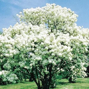 Snowball Viburnum Live Plant - Old Fashion Shrub, White Flowers, 4 Inch Pot - Image 5