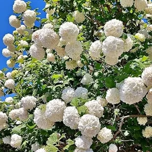 Snowball Viburnum Live Plants - 2 Pack, 6-10 Inches Tall, 4 Inch Pots, Outdoor Shrub - Image 3