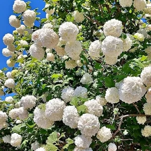 Snowball Viburnum Live Plants - 2 Pack, 6-10 Inches Tall, 4 Inch Pots, Outdoor Shrub - Image 6