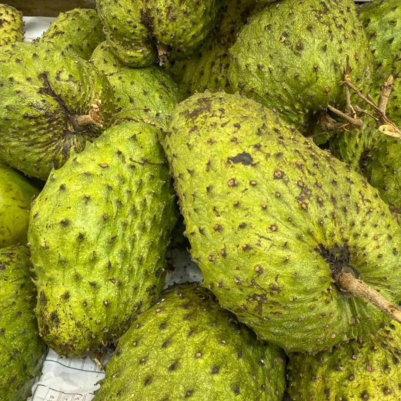 Soursop Tree Live Plant – 3 Gallon Pot, 3 Feet Tall Guanabana Fruit Tree - Image 3