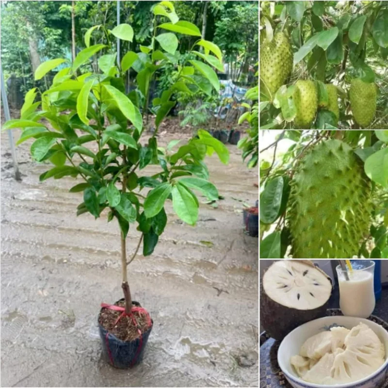 Soursop Tree Live Plant – 3 Gallon Pot, 3 Feet Tall Guanabana Fruit Tree - Image 4