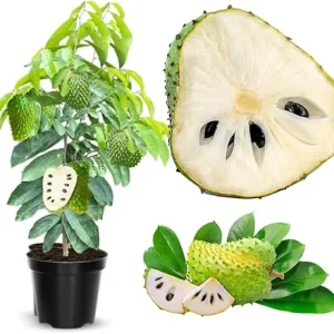 Soursop Tree Live Plant 3 Gallon Pot, 3 Feet Tall Guanabana Fruit Tree - Image 5
