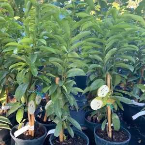 Soursop Tree Live Plant – 3 Gallon Pot, 3 Feet Tall Guanabana Fruit Tree - Image 5