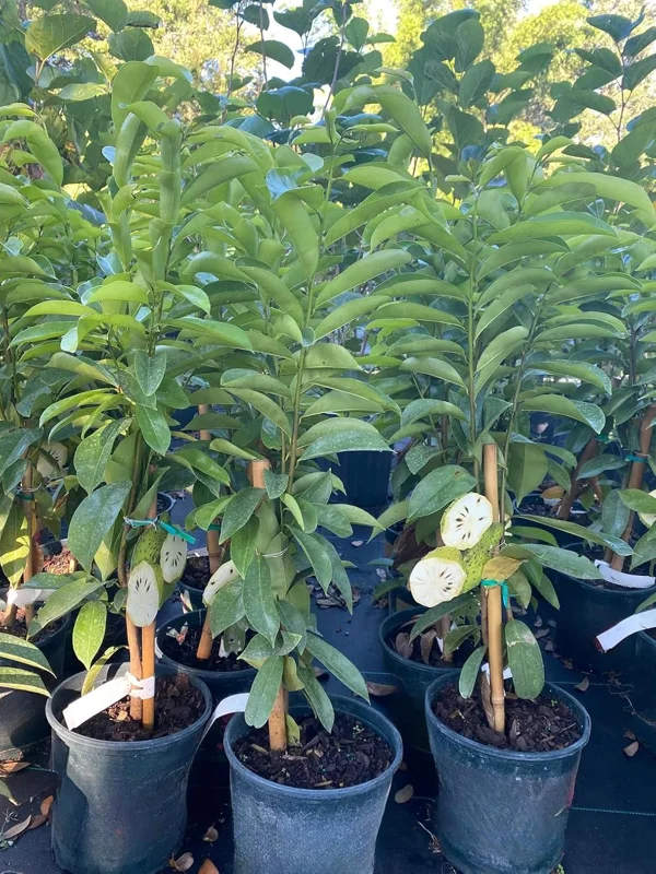 Soursop Tree Live Plant – 3 Gallon Pot, 3 Feet Tall Guanabana Fruit Tree - Image 5