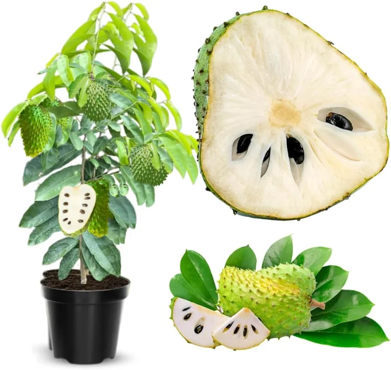 Soursop Tree Live Plant – 3 Gallon Pot, 3 Feet Tall Guanabana Fruit Tree - Image 1
