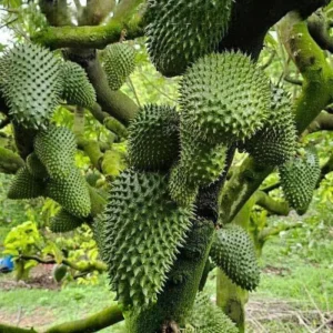 Soursop Tree Live Plant, 3 Gallon Pot, Annona Muricata, Tropical Fruit Tree - Image 2