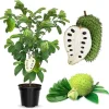 Soursop Tree Live Plant 3 Years Old, 3 Gallon Pot, Tropical Fruit Tree - Image 1