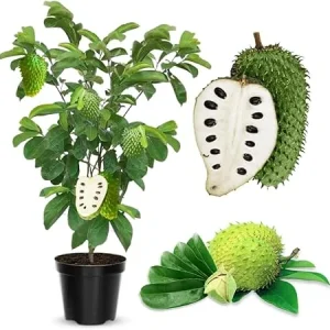 Soursop Tree Live Plant 3 Years Old, 3 Gallon Pot, Tropical Fruit Tree - Image 1