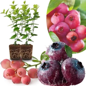 Southern Highbush Blueberry Live Plants - Set of 2, 5-7