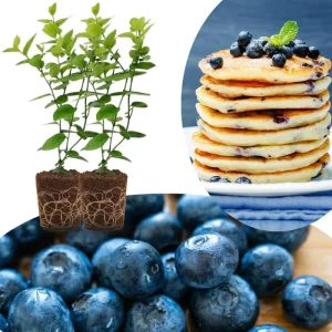 Southern Highbush Blueberry Live Plants - Set of 2, 5-7