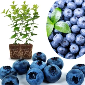 Southern Highbush Blueberry Live Plants - Set of 2, 5-7