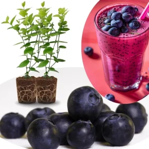 Southern Highbush Blueberry Live Plants - Set of 2, 5-7