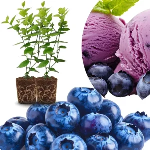 Southern Highbush Blueberry Live Plants - Set of 2, 5-7