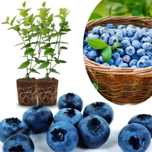 Southern Highbush Blueberry Live Plants - Set of 2, 5-7