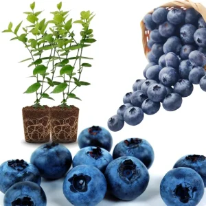 Southern Highbush Blueberry Live Plants - Set of 2, 5-7