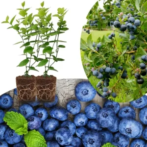 Southern Highbush Blueberry Live Plants - Set of 2, 5-7