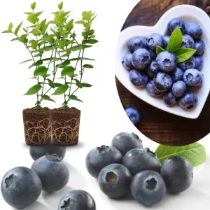 Southern Highbush Blueberry Live Plants - Set of 2, 5-7