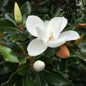 Southern Magnolia Tree Live Plant - Magnolia Grandiflora - 7 inch Seedling - Outdoor Evergreen Flowering Tree - Image 2
