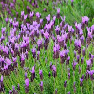 Spanish Lavender Live Plant - Deep Purple Flowering Herb, 2-4 Inch Tall in 3 Inch Pot - Image 3