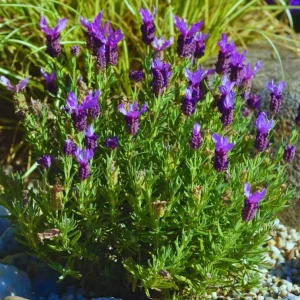Spanish Lavender Live Plant - Deep Purple Flowering Herb, 2-4 Inch Tall in 3 Inch Pot - Image 5