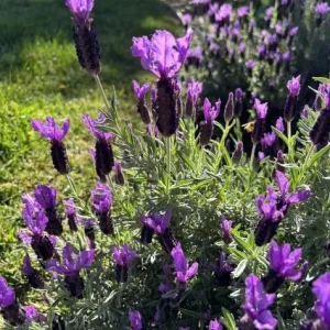 Spanish Lavender Live Plant - Deep Purple Flowering Herb, 2-4 Inch Tall in 3 Inch Pot - Image 6
