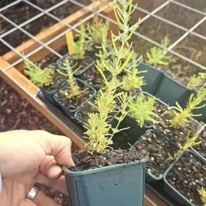 Spanish Lavender Live Plant - Deep Purple Flowering Herb, 2-4 Inch Tall in 3 Inch Pot - Image 8