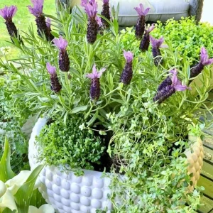 Spanish Lavender Live Plant - Deep Purple Flowering Herb, 2-4 Inch Tall in 3 Inch Pot - Image 1