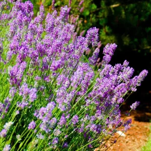 Spanish Lavender Live Plants, 2-4 Inch, Fragrant Outdoor Shrub, 2-Count - Image 2