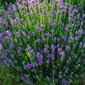 Spanish Lavender Live Plants, 2-4 Inch, Fragrant Outdoor Shrub, 2-Count - Image 4