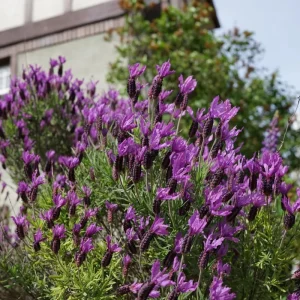 Spanish Lavender Live Plants, 2-4 Inch, Fragrant Outdoor Shrub, 2-Count - Image 1