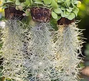 Spanish Moss Air Plant Live Tillandsia Houseplant 10-12 Inch Long Indoor/Outdoor - Image 3