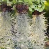 Spanish Moss Air Plant Live Tillandsia Houseplant 10-12 Inch Long Indoor/Outdoor - Image 1