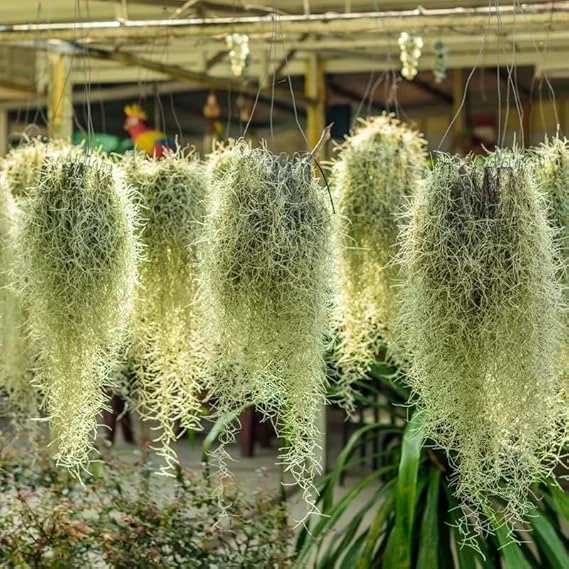 Spanish Moss Live Air Plant - 1 Clump, 10" Long Tillandsia, Indoor/Outdoor Decor - Image 6