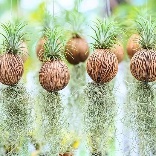 Spanish Moss Live Air Plant Tillandsia Decorative Garden Craft, 2 Clumps 10-12" - Image 5