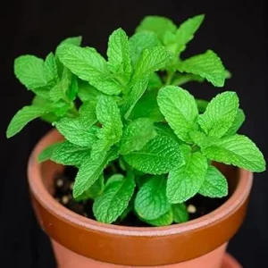 Spearmint Live Plant – 3-6 Inch Tall Herb, Outdoor/Indoor Mint - Image 4