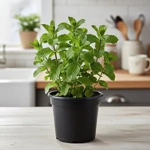 Spearmint Live Plant 4'' Pot - Culinary Herb for Garden & Indoor/Outdoor - Image 4