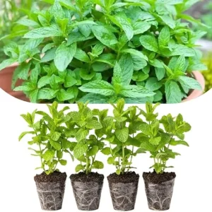 Spearmint Live Plants, Set of 4, 4-6 Inches Tall, Culinary Herb, Indoor/Outdoor - Image 5