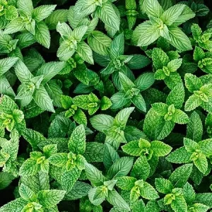 Spearmint Plants Live, Set of 2, 4-6 Inches Tall, Perennial Mint, Indoor/Outdoor Herb - Image 5